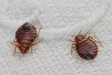 can dry cleaning kill bed bugs